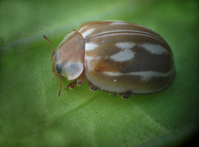 Coccinellidae: Myzia oblongoguttata